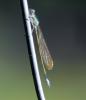 Ischnura elegans